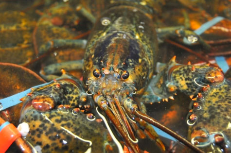 lobster info lobster info