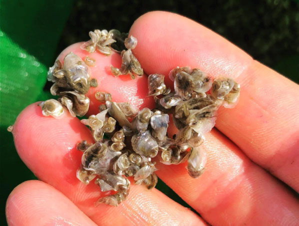 Winter Oyster Spat Winter Oyster Spat